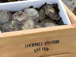 Lochnell Oysters