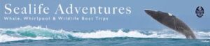 Sealife Adventures